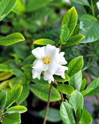 Gardenia Buttons (Gardenia jasminoides)