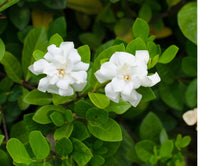 Gardenia Florida (Gardenia augusta)
