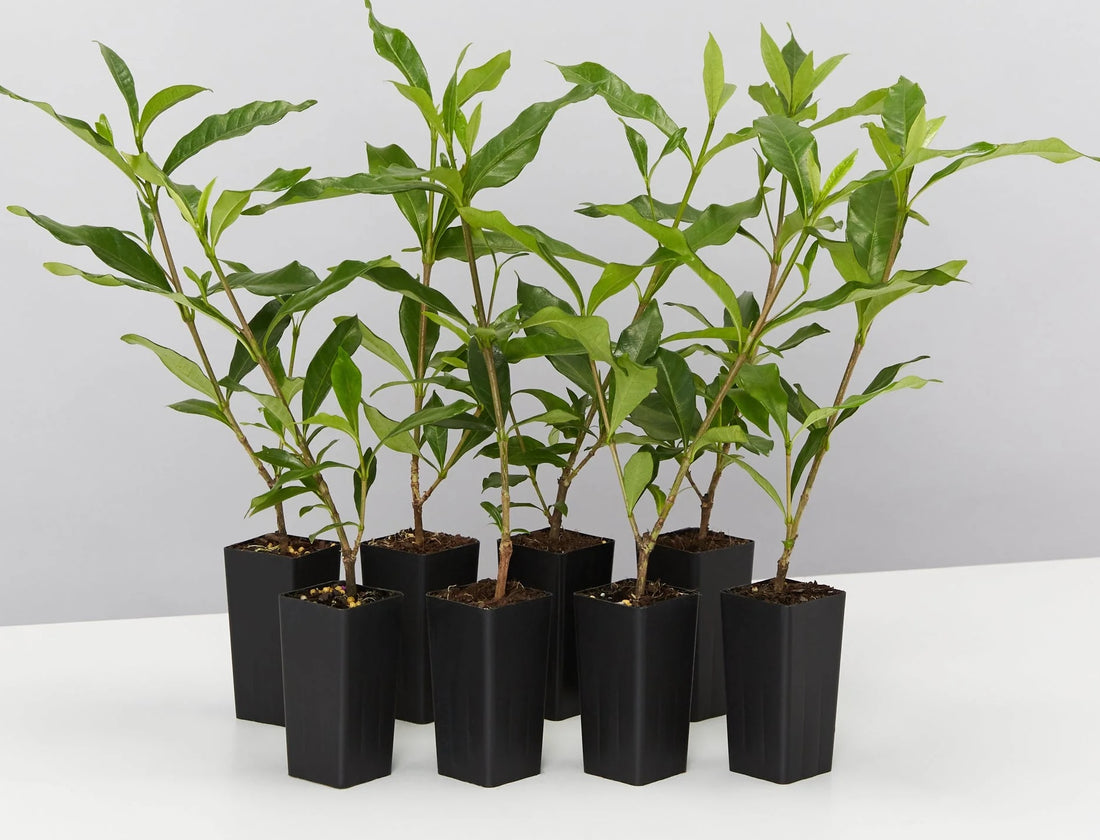 Gardenia Four Seasons (Gardenia augusta) - Ladybird Nursery
