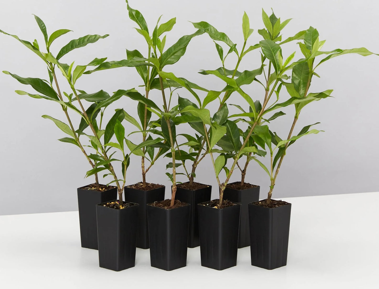 Gardenia Four Seasons (Gardenia augusta)