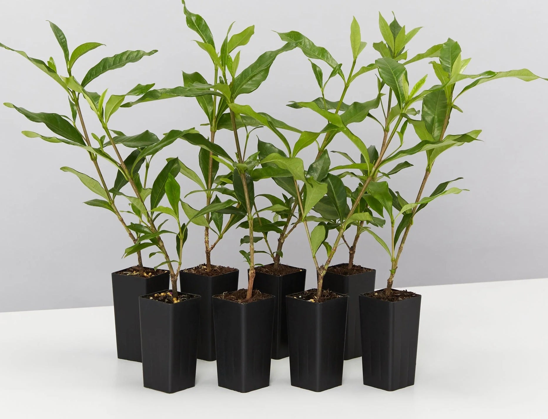 Gardenia Four Seasons (Gardenia augusta)