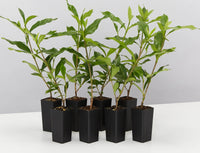 Gardenia Four Seasons (Gardenia augusta)