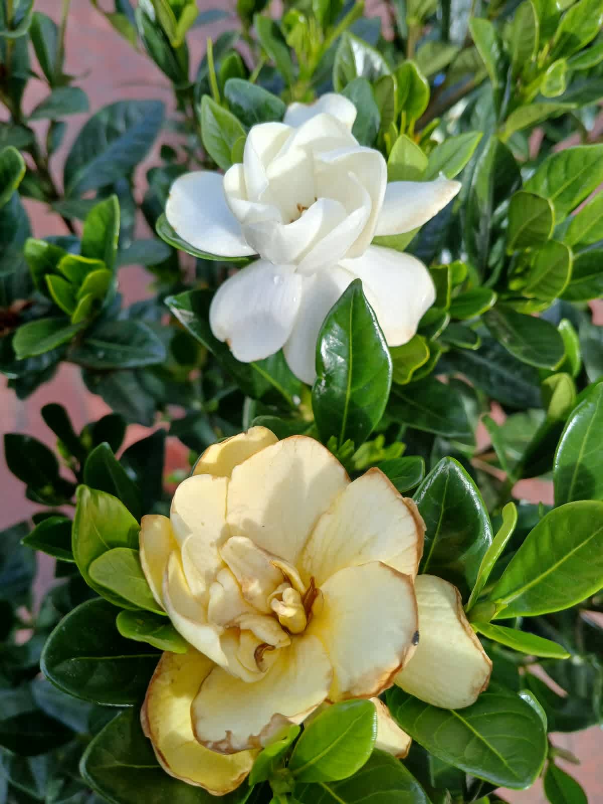 Gardenia Golden Magic (Gardenia augusta)