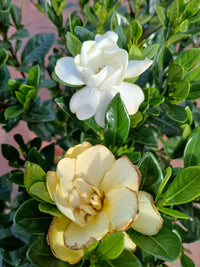 Gardenia Golden Magic (Gardenia augusta)