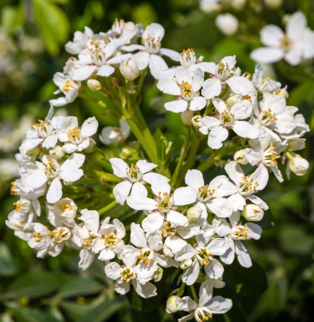 Gardenia Lacey Lady - Ladybird Nursery