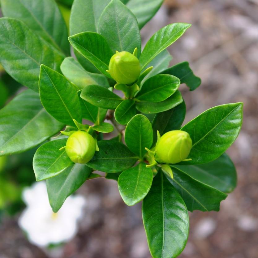 Gardenia Magnifica (Gardenia augusta) - Ladybird Nursery
