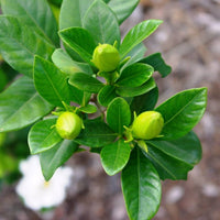 Gardenia Magnifica (Gardenia augusta) - Ladybird Nursery