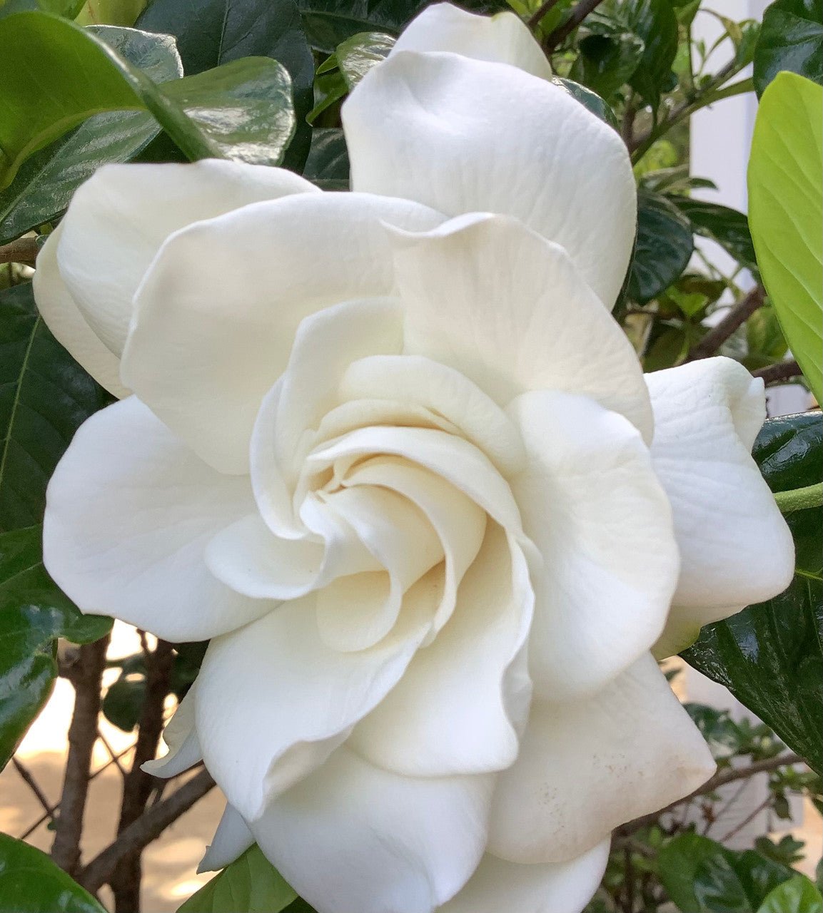 Gardenia Magnifica Standards (Gardenia augusta) - Ladybird Nursery