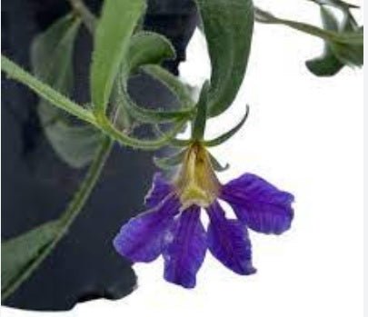Fan Flower Just Classy (Scaevola striata) - Ladybird Nursery