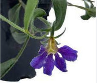 Fan Flower Just Classy (Scaevola striata)