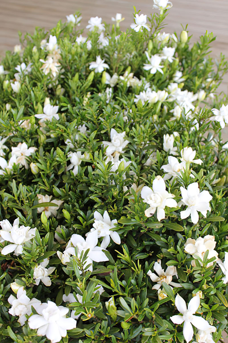 Gardenia O SO FINE™ (Gardenia augusta)