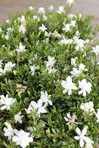 Gardenia O SO FINE™ (Gardenia augusta)