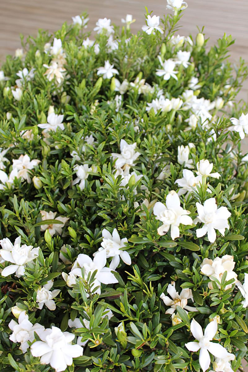 Gardenia O SO FINE™ (Gardenia augusta) - Ladybird Nursery