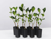 Gardenia Ocean Pearl