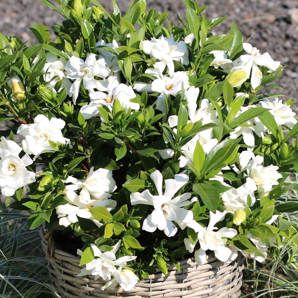Gardenia Paradise ® Cupid (Gardenia jasminoides) - Ladybird Nursery
