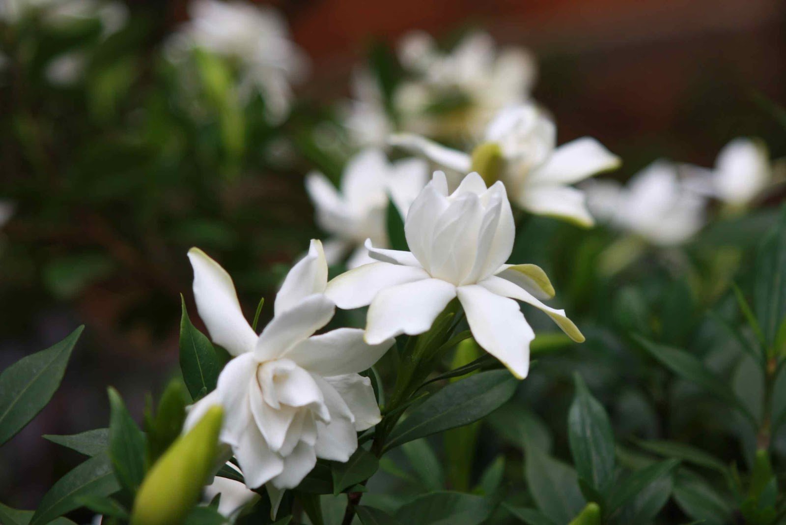 Gardenia Paradise ® Tinkerbell (Gardenia jasminoides) - Ladybird Nursery