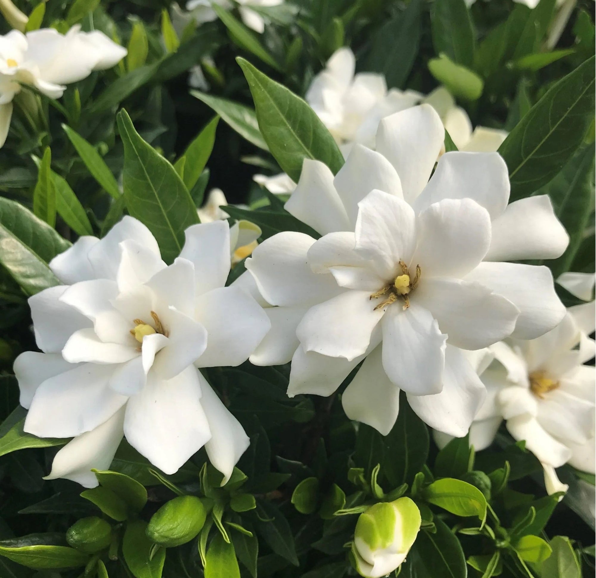 Gardenia Paradise ® White Goddess (Gardenia jasminoides) - Ladybird Nursery