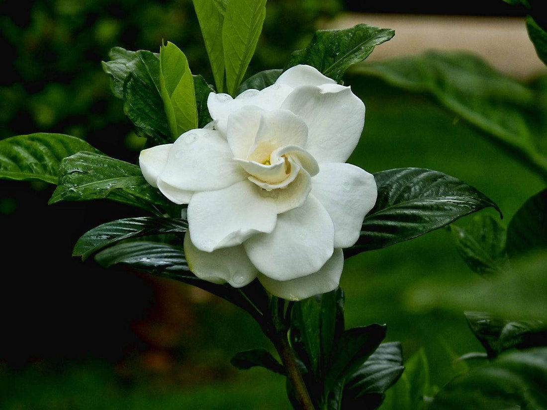 Gardenia Paradise® Jupiter - Ladybird Nursery