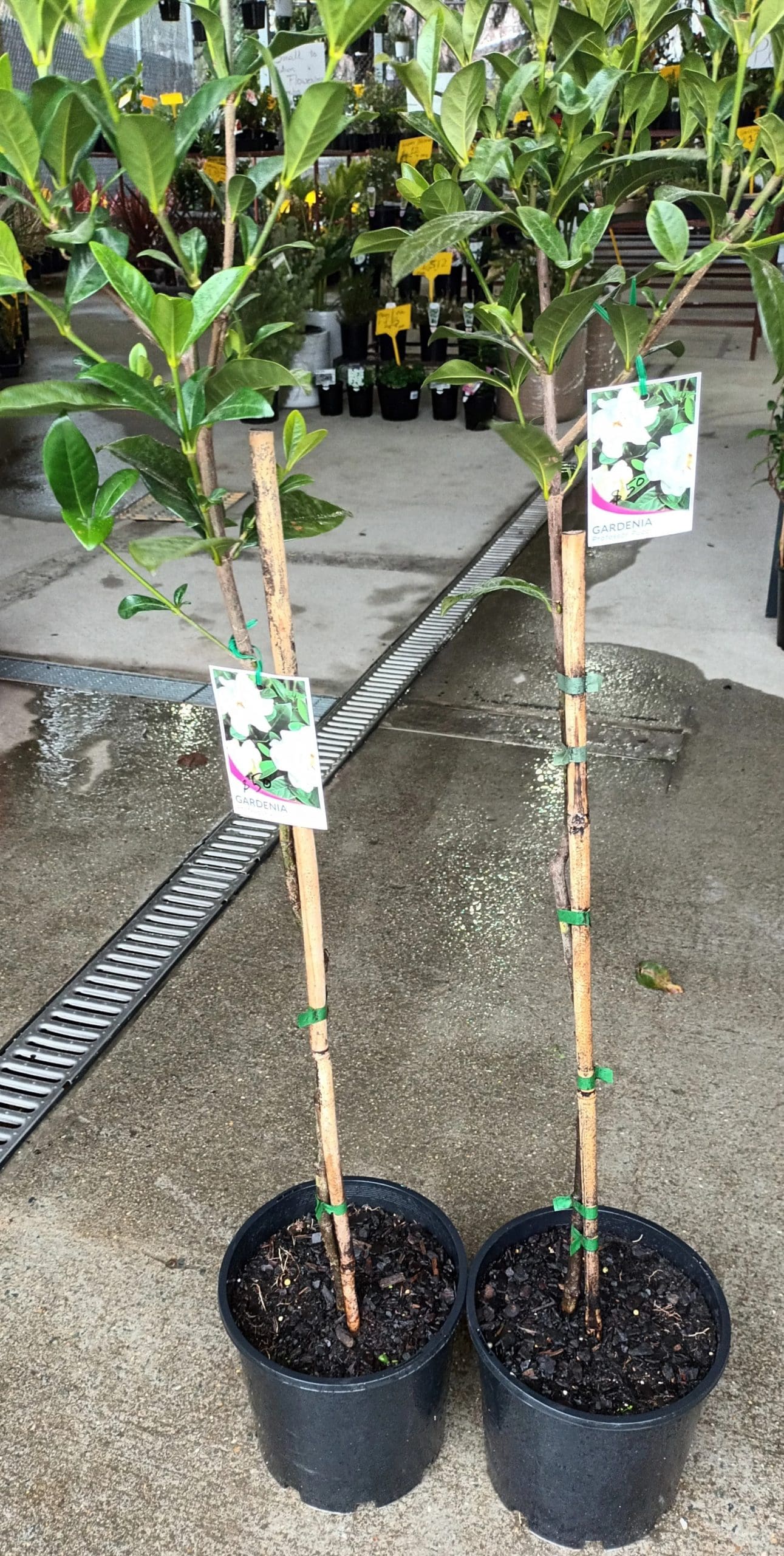 Gardenia Professor Pucci Standards (Gardenia augusta)