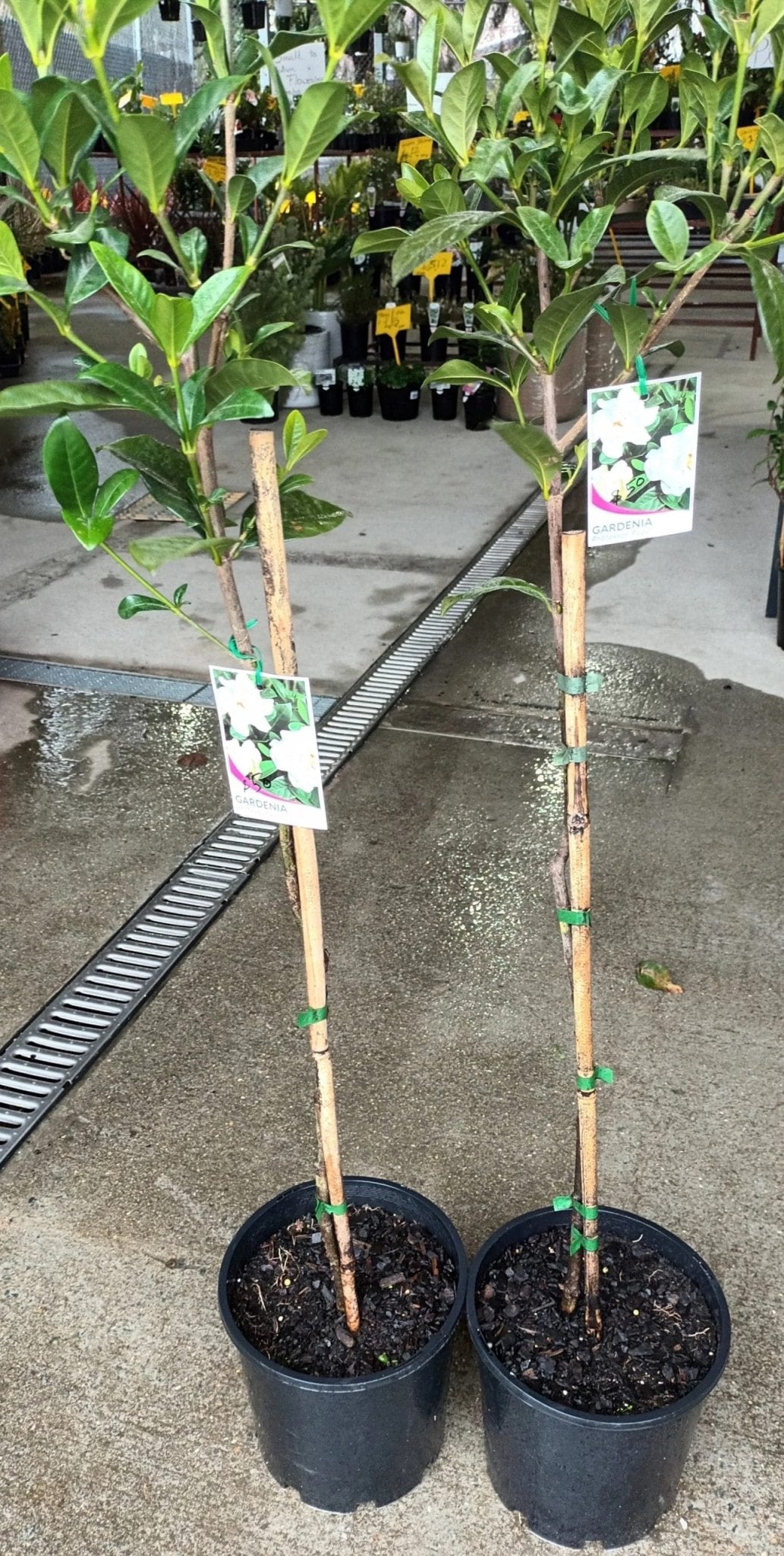 Gardenia Professor Pucci Standards (Gardenia augusta) - Ladybird Nursery