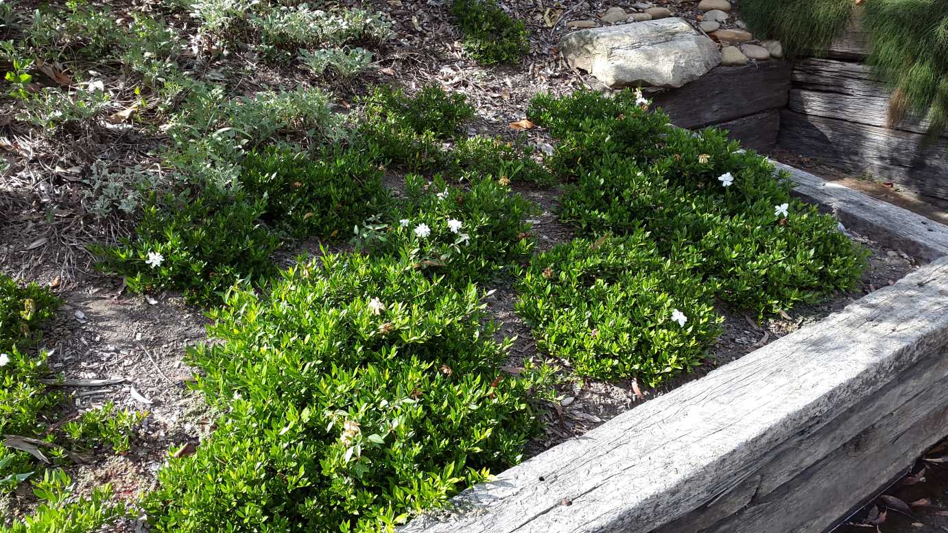 Gardenia Radicans (Gardenia augusta)