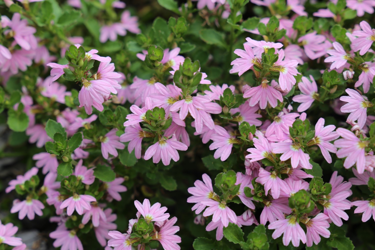 Fan Flower Pink (Scaevola spp.)