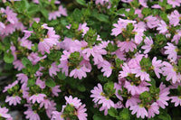 Fan Flower Pink (Scaevola spp.)