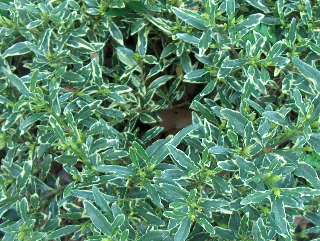 Gardenia Radicans Variegated (Gardenia augusta) - Ladybird Nursery