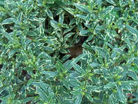 Gardenia Radicans Variegated (Gardenia augusta) - Ladybird Nursery
