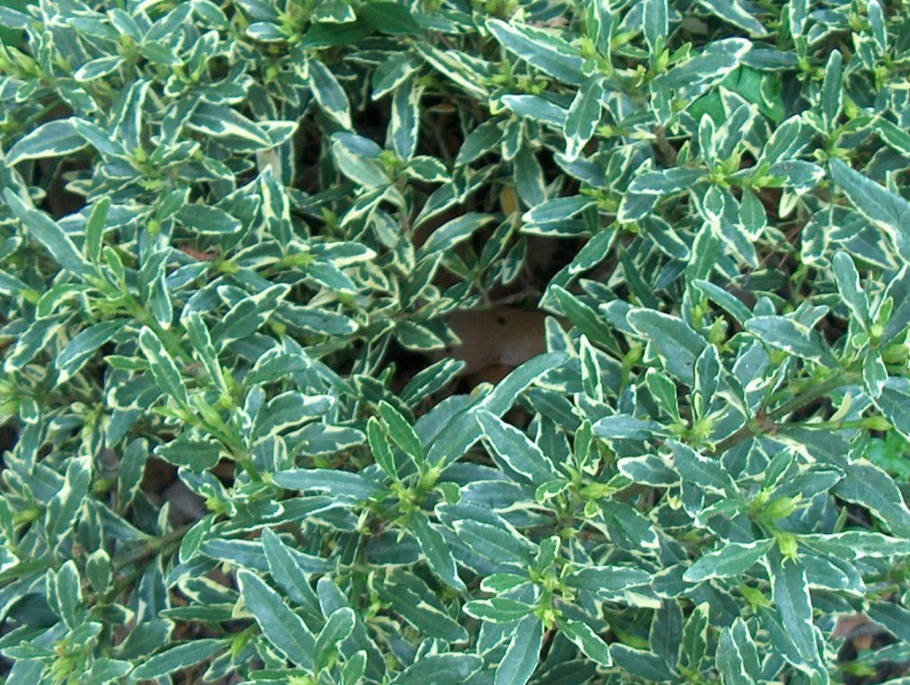 Gardenia Radicans Variegated (Gardenia augusta) - Ladybird Nursery
