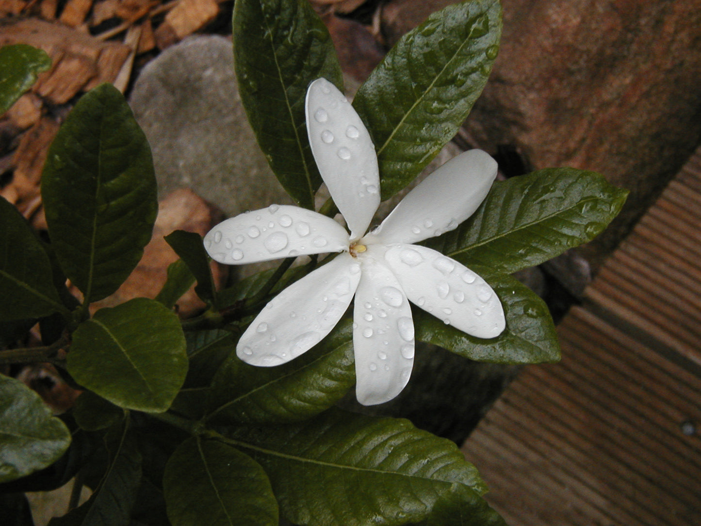 Gardenia scabrella