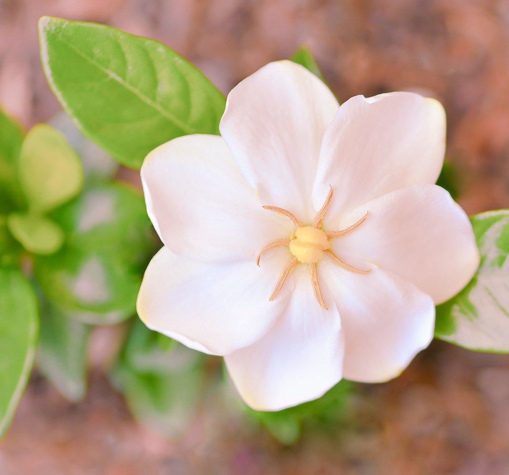 Gardenia Star (Gardenia Grandiflora) - Ladybird Nursery