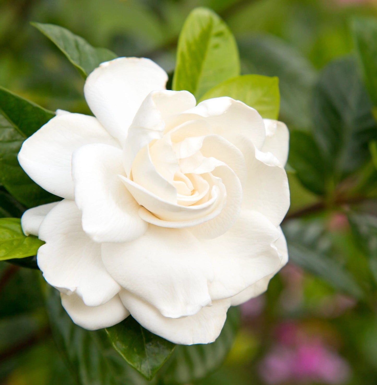 Gardenia 'True Love®'