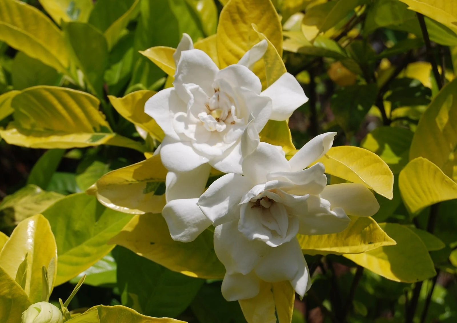 Gardenia White Gold (Gardenia jasminoides) - Ladybird Nursery