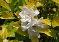 Gardenia White Gold (Gardenia jasminoides)