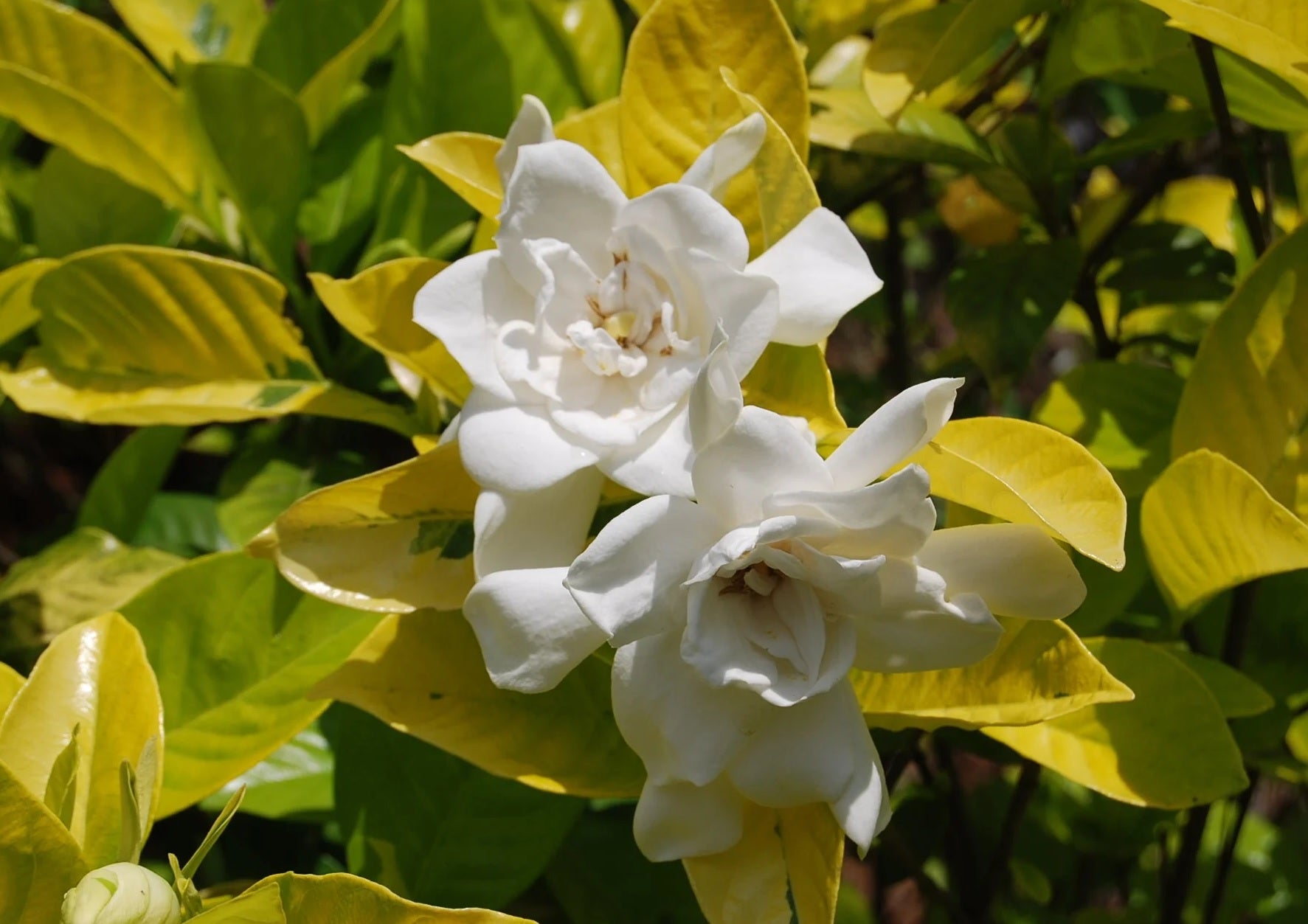 Gardenia White Gold (Gardenia jasminoides) - Ladybird Nursery