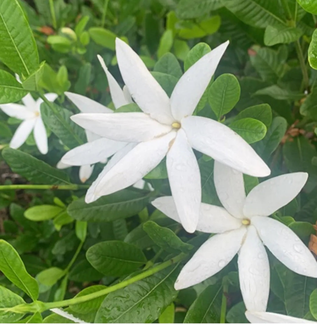 Gardenia White Star (Gardenia psidioides)