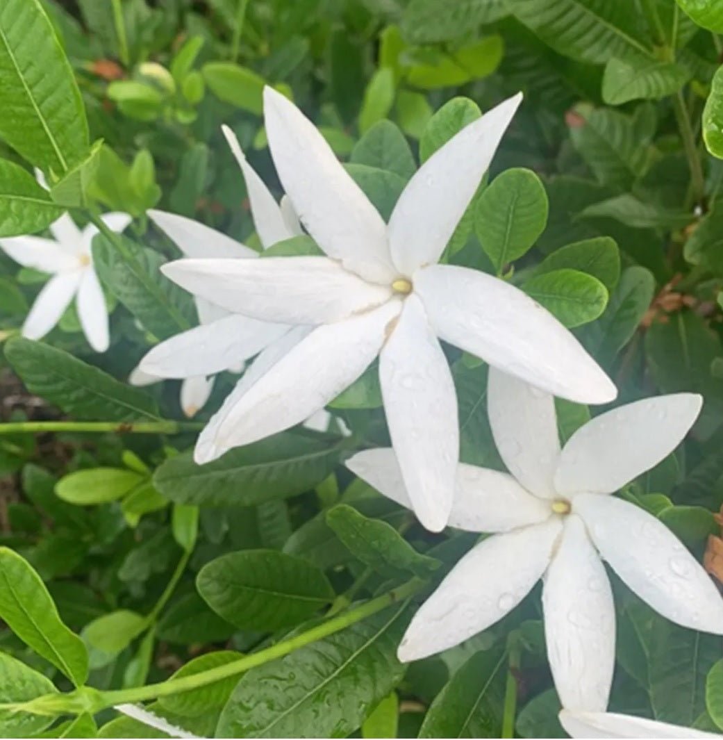Gardenia White Star (Gardenia psidioides) - Ladybird Nursery