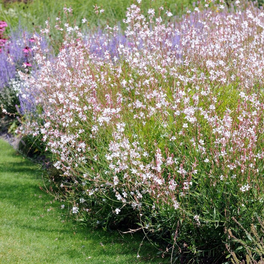 Gaura (Gaura lindheimeri) - Ladybird Nursery