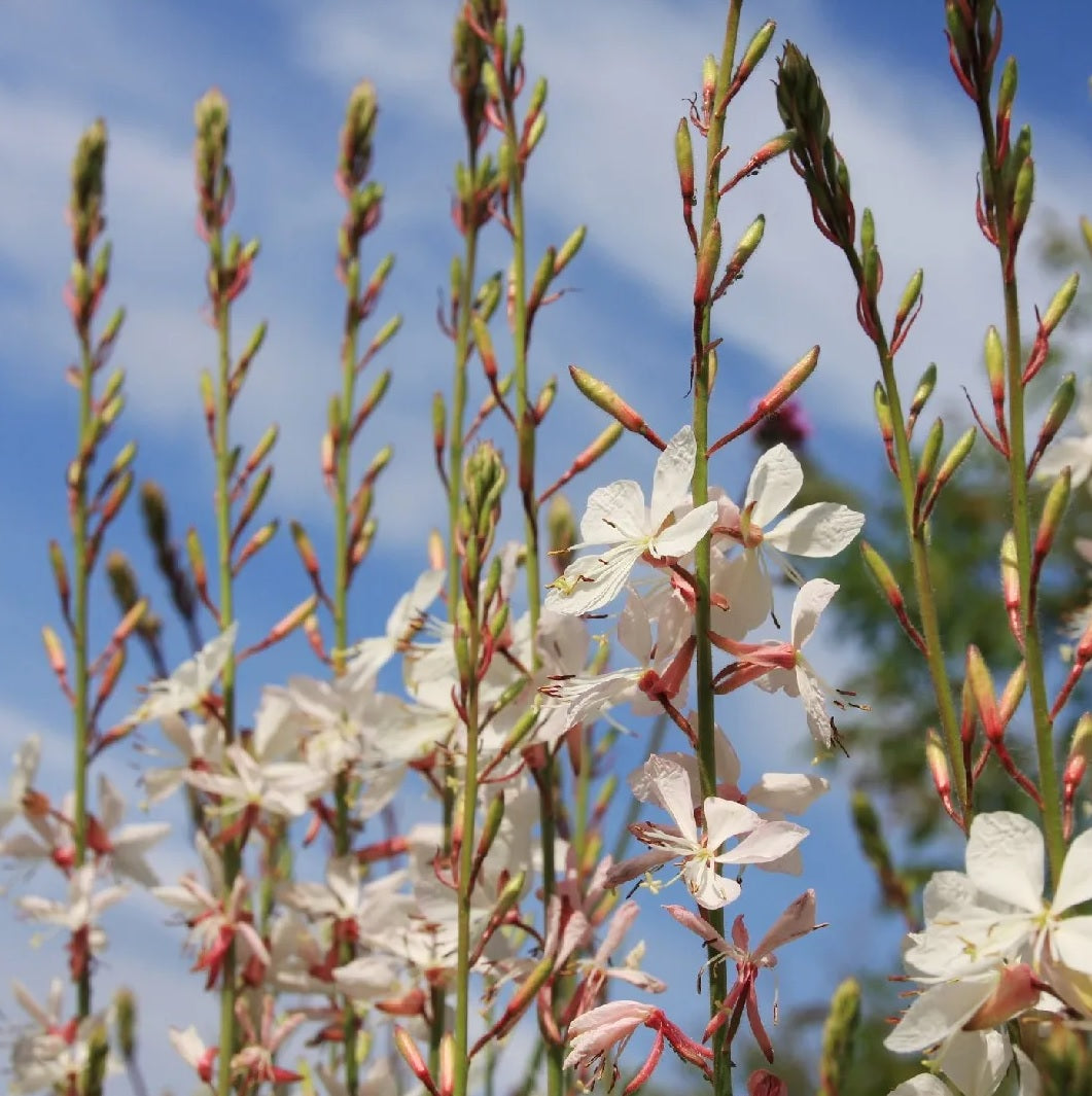 Gaura Assorted (Gaura spp.)