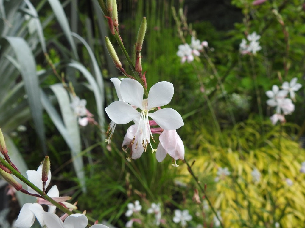 Gaura Baby Butterflies Pearl