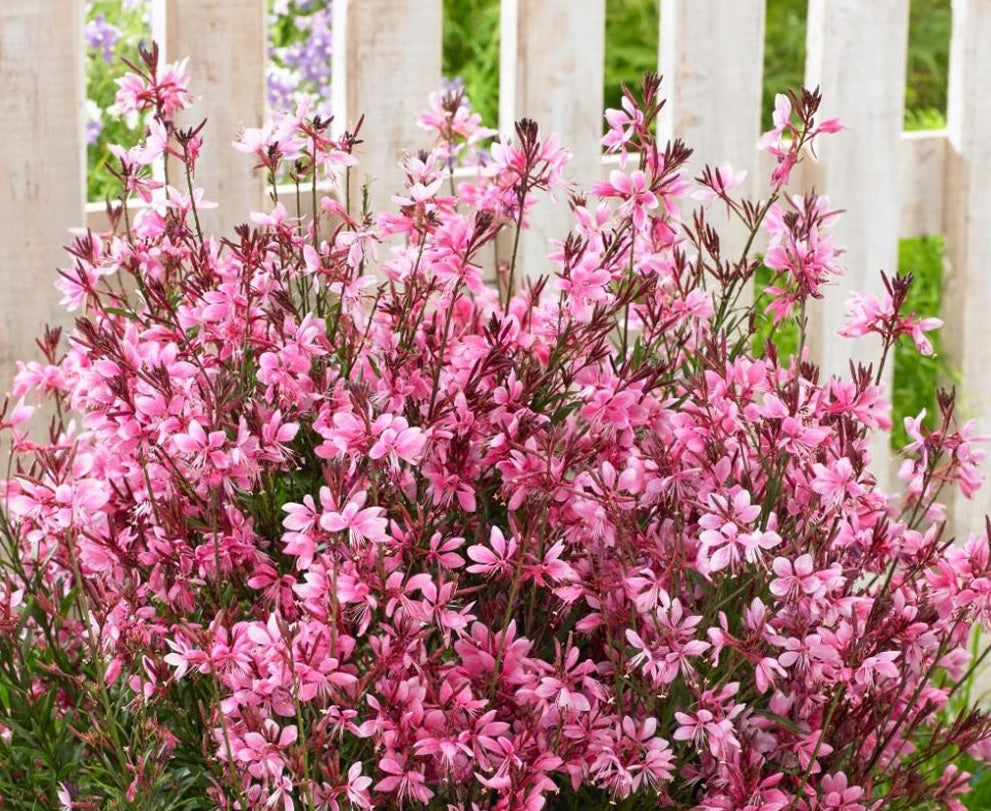 Gaura Baby Butterflies Rose