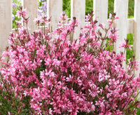 Gaura Baby Butterflies Rose