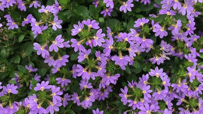 Fan Flower Mauve Clusters (Scaevola aemula)