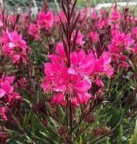 Gaura Belleza Dark Pink (Gaura lindheimeri) - Ladybird Nursery