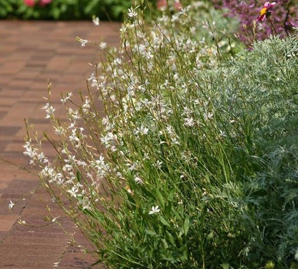 Gaura Belleza White (Gaura lindheimeri) - Ladybird Nursery
