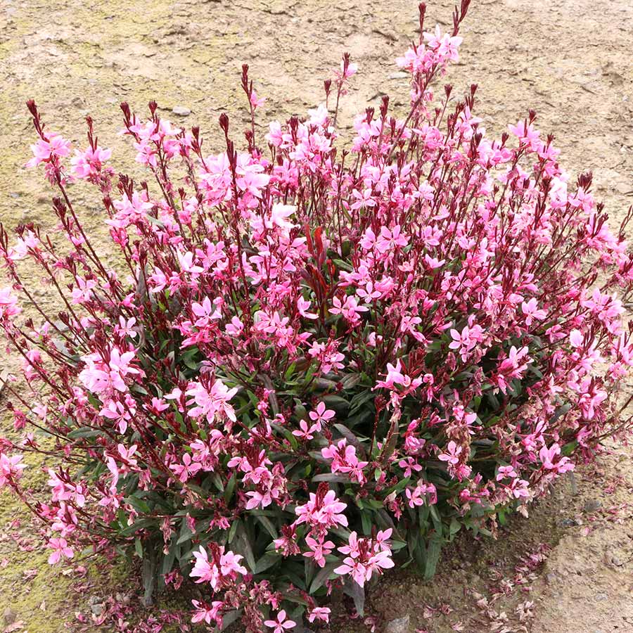 Gaura Confetti Pink (Gaura spp.) - Ladybird Nursery