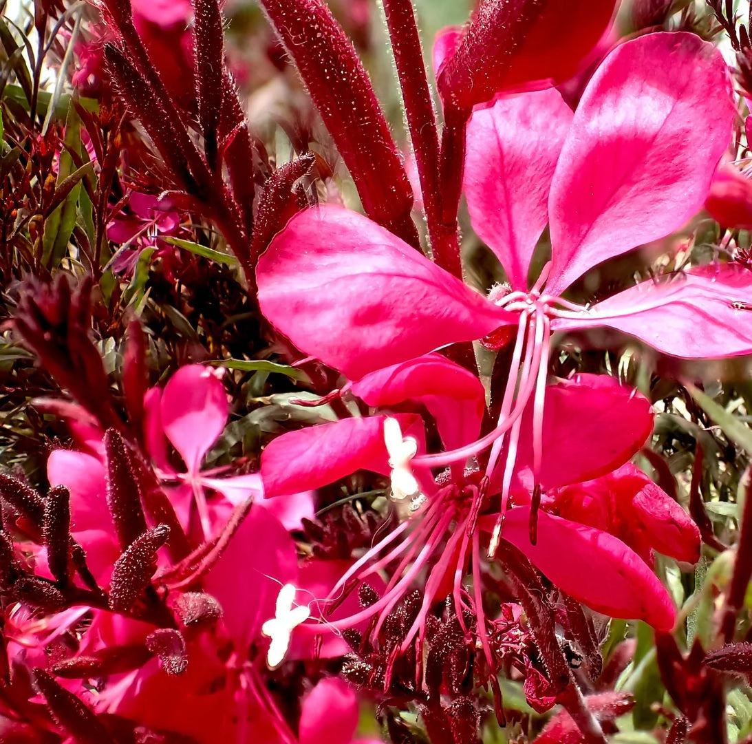 Gaura Dark Pink (Gaura spp.)