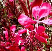 Gaura Dark Pink (Gaura spp.)