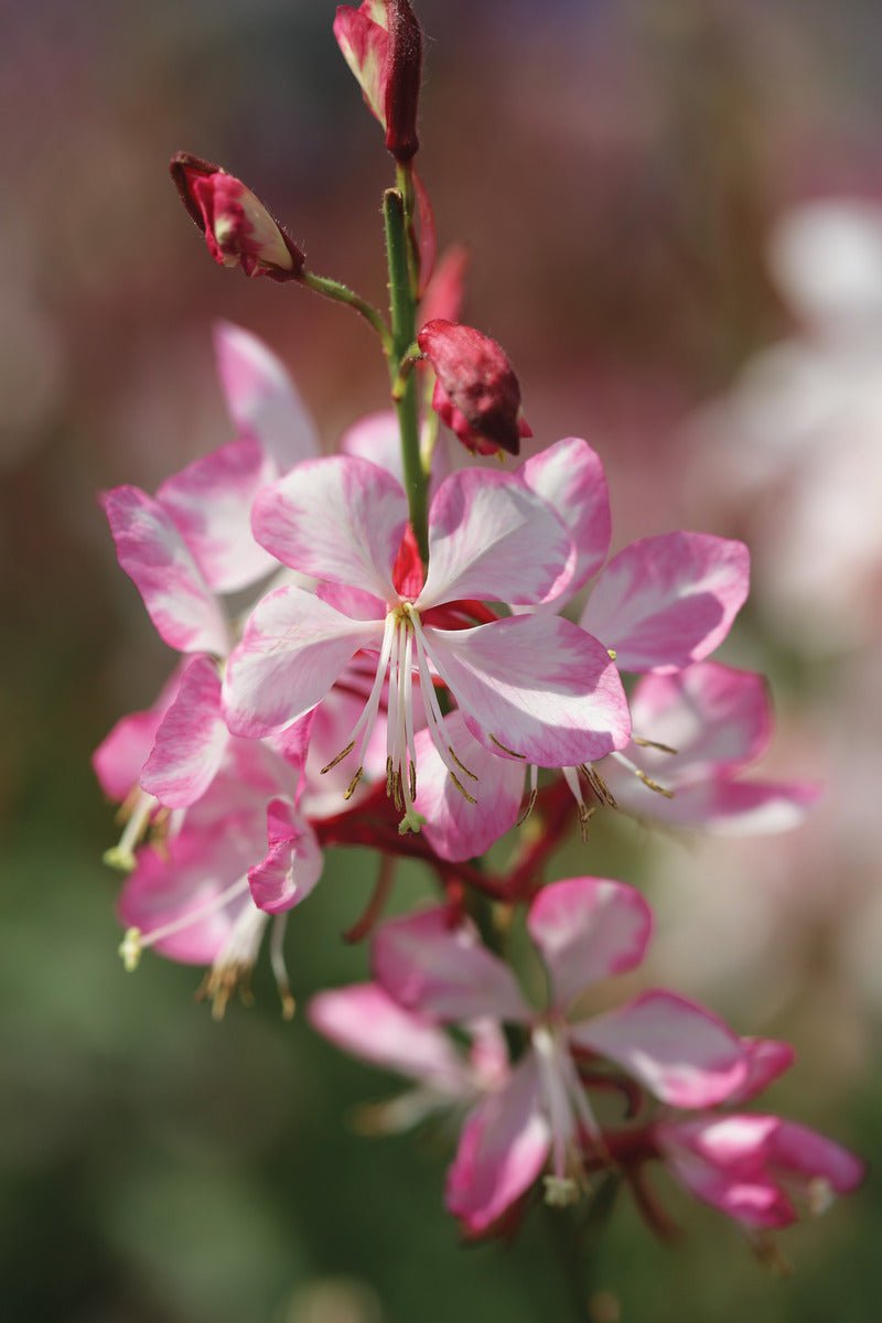 Gaura Gauriella Bicolour - Ladybird Nursery